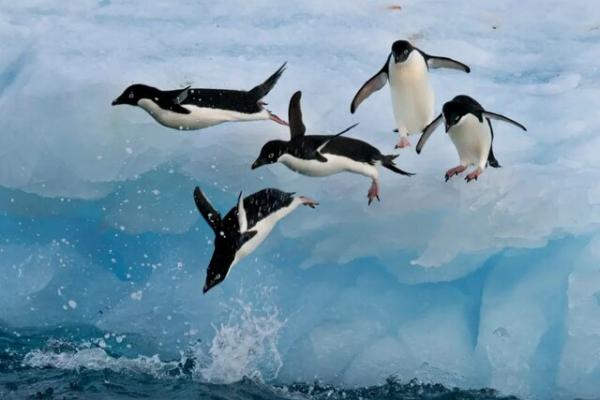 چرا پنگوئن‌ها پرواز نمی‌کنند,پرواز پنگوئن