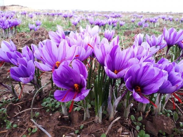 تولدی زعفران در ایران,کاشه تولید زعفران