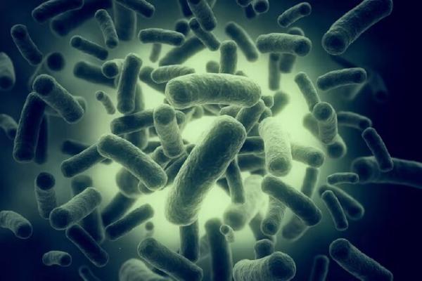باکتری,ابداع یک آنتی‌بیوتیک جدید برای نابودی ده‌ها نوع از سرسخت‌ترین باکتری‌ها