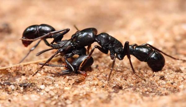 مورچه,عملکرد کلنی ‌های مورچه‌ مانند یک شبکه عصبی