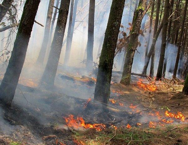 ضرر آتش سوزی جنگل برای قلب,افزایش خطر ایست قلبی با قرار گرفتن در معرض گرما و دود ناشی از آتش سوزی جنگل ها
