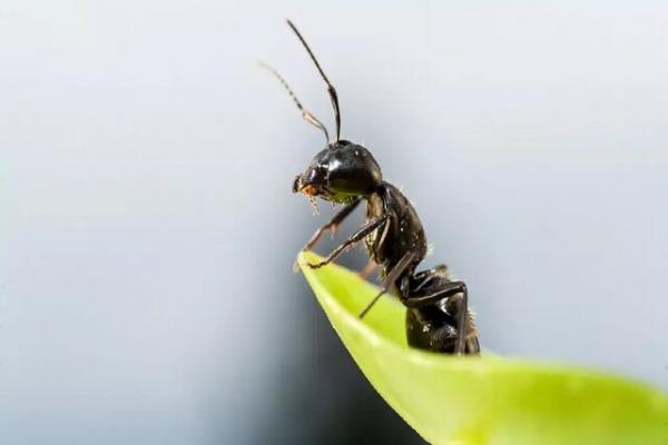 مورچه,امکان استفاده از مورچه‌ بجای آفت‌کش‌ها برای حفظ محصولات کشاورزی