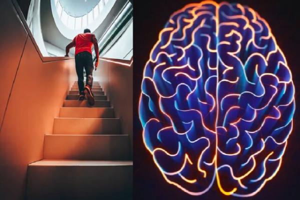 اثر بالا رفتن از پله بر مغز,جلوگیری از کوچک شدن مغز با بالا رفتن از پله‌ها