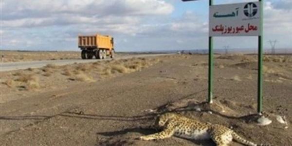 یوزپلنگ ایرانی, یوزپلنگ تلف شده در جاده پرحادثه عباس آباد