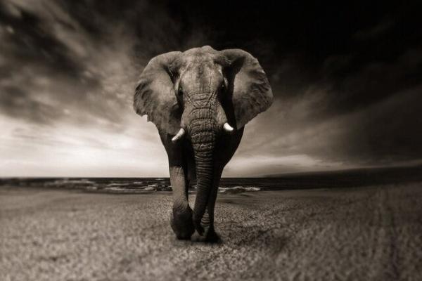 فیل,تغییرات اقلیمی