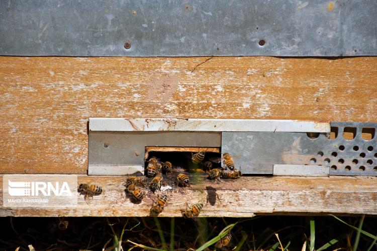 تصاویر زنبورداری در روستای گرده سور,عکس های پرورش زنبور در آذربایجان غربی,تصاویری از زنبورداری در روستای گرده سور