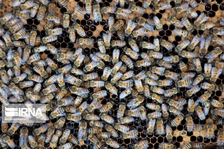 تصاویر زنبورداری در روستای گرده سور,عکس های پرورش زنبور در آذربایجان غربی,تصاویری از زنبورداری در روستای گرده سور