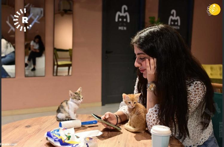 تصاویر افتتاح اولین کافه برای دوستداران گربه‌ها در کردستان عراق,عکس های کافه دوستداران گربه‌ها در کردستان عراق,تصاویر کافه گربه ها در عراق