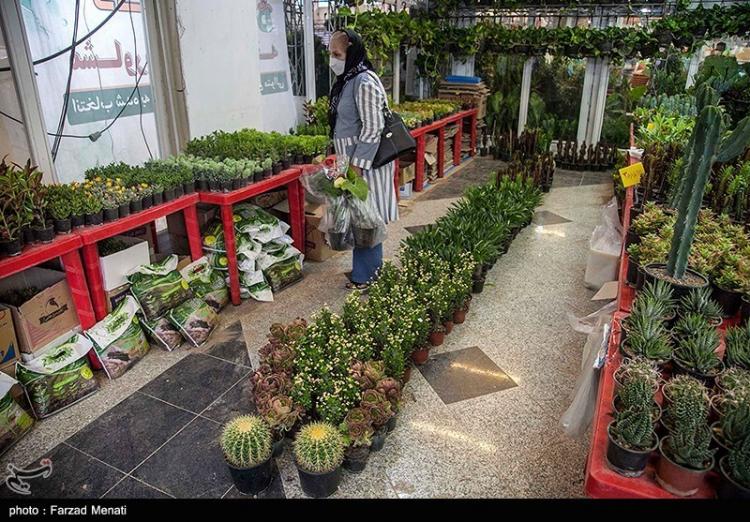 تصاویر نمایشگاه گل و گیاه در کرمانشاه,عکس های نمایشگاه گل و گیاه در کرمانشاه,تصاویر نمایشگاه گل در کرمانشاه