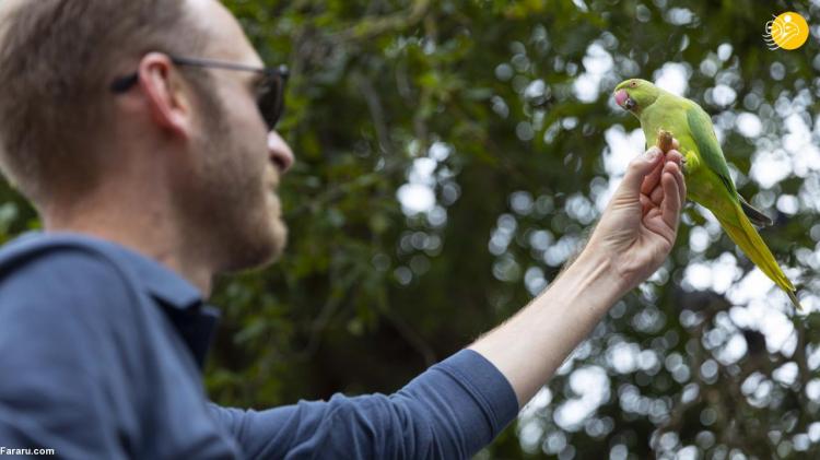 تصاویر طوطی‌های سبز هاید پارک در انگلیس,عکس های طوطی ها در انگلیس,تصاویری از طوطی ها در هاید پارک انگلیس