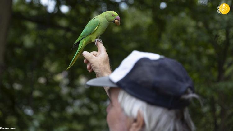 تصاویر طوطی‌های سبز هاید پارک در انگلیس,عکس های طوطی ها در انگلیس,تصاویری از طوطی ها در هاید پارک انگلیس