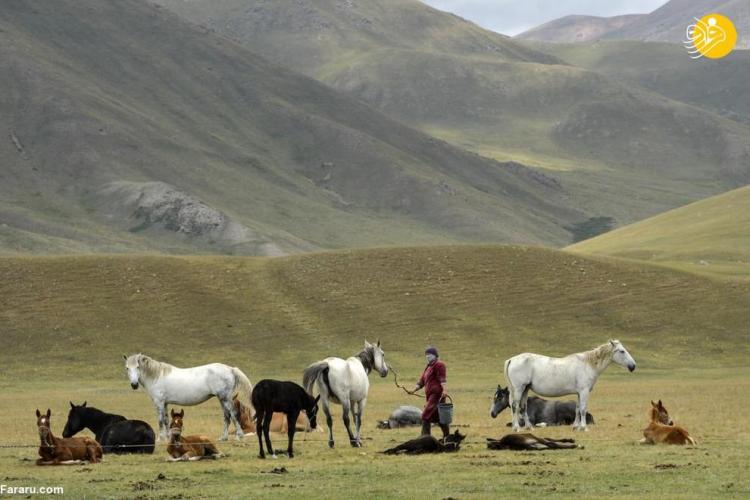 تصاویر فصل شیر معروف اسب‌های مادیان در قرقیزستان,عکس اسب در قرقیزستان,تصاویری از اسب های قرقیزستان
