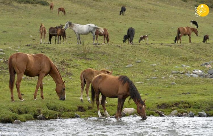 تصاویر فصل شیر معروف اسب‌های مادیان در قرقیزستان,عکس اسب در قرقیزستان,تصاویری از اسب های قرقیزستان