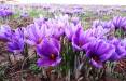 تولدی زعفران در ایران,کاشه تولید زعفران