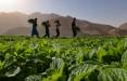 کشاورزی در امارات,استفاده از یک شیوه جدید کشاورزی در امارات برای تهیه غذای دام