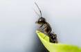 مورچه,امکان استفاده از مورچه‌ بجای آفت‌کش‌ها برای حفظ محصولات کشاورزی