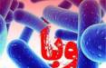 وبا,سازمان جهانی بهداشت
