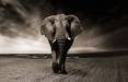 فیل,تغییرات اقلیمی