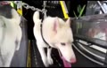 فیلم/ افتتاح باشگاه ورزشی برای سگ‌ها در امارات