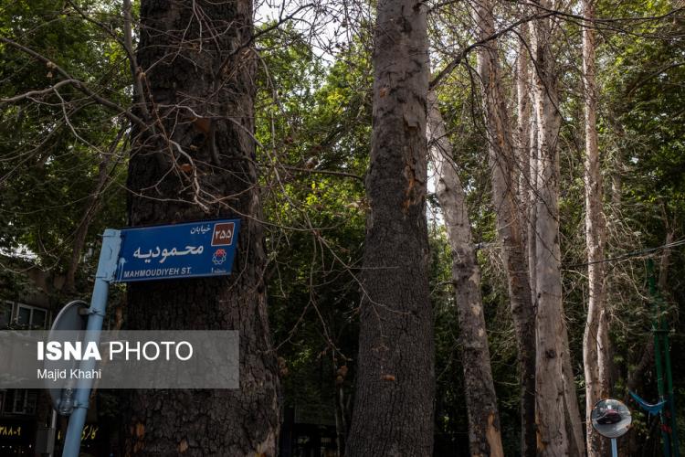 تصاویر سرنوشت چنارهای طولانی‌ترین خیابان خاورمیانه,عکس های درختان در تهران,تصاویر درختان خیابان ولیعصر تهران