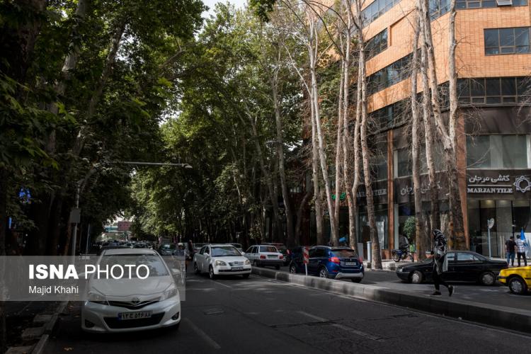 تصاویر سرنوشت چنارهای طولانی‌ترین خیابان خاورمیانه,عکس های درختان در تهران,تصاویر درختان خیابان ولیعصر تهران