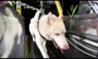 فیلم/ افتتاح باشگاه ورزشی برای سگ‌ها در امارات