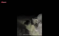 فیلم/ لحظه حمله خرس قهوه‌ای در تاریکی شب به مردم در اردبیل