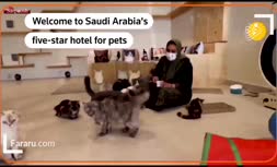 فیلم/ افتتاح هتل پنج ستاره ویژه گربه‌های خانگی در عربستان