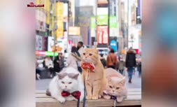 فیلم/ سفر به دور دنیا با سه گربه‌ پشمالو
