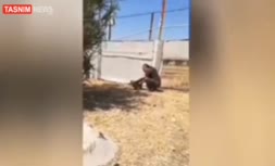 فیلم | پنجه‌های «پیروز» خاک را لمس کرد 