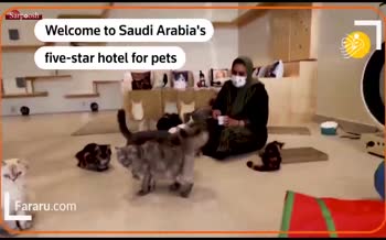 فیلم/ افتتاح هتل پنج ستاره ویژه گربه‌های خانگی در عربستان