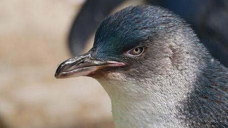 پنگوئن عکس,باغ‌وحش آدلاید استرالیا،