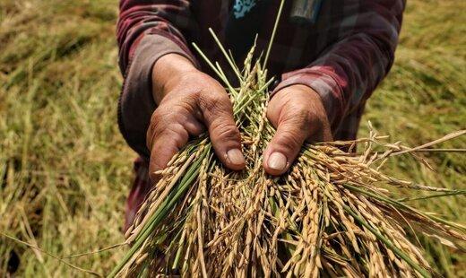 «ساقه دزدی» از شالیزارهای برنج,دزدی از زمینهای کشاورزی