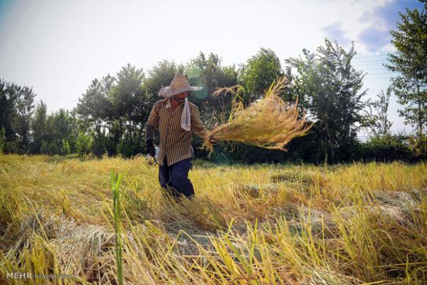 «ساقه دزدی» از شالیزارهای برنج,دزدی از زمینهای کشاورزی