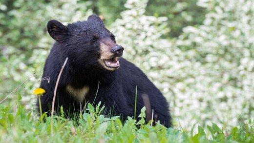 نخستین عکس خرس سیاه آسیایی,ر شهرستان حاجی آبا