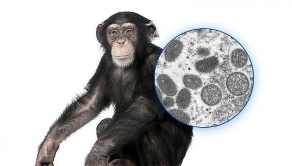 آبله میمونی,باقی ماندن ویروس آبله میمونی بر روی سطوح