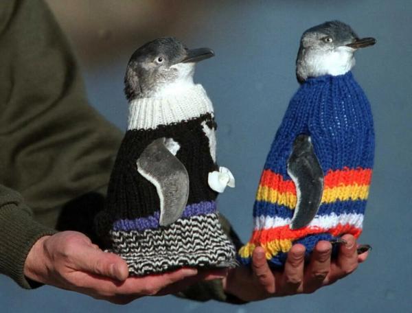 سرگرمی عجیب پیرمرد ۱۰۹ ساله,بافت ژاکت برای پنگوئن‌ها توسط پیرمرد
