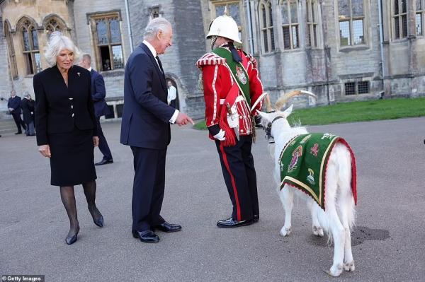 مراسم معرفی پادشاه جدید انگلیس,یک بز در مراسم معرفی شاهزاده چارلز