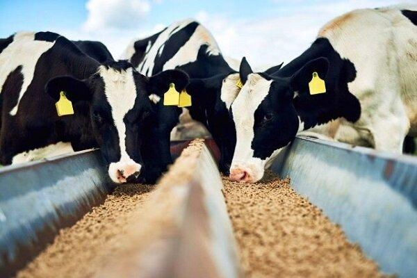 صادرات دام,درخواست برای افزایش قیمت شیر و گوشت