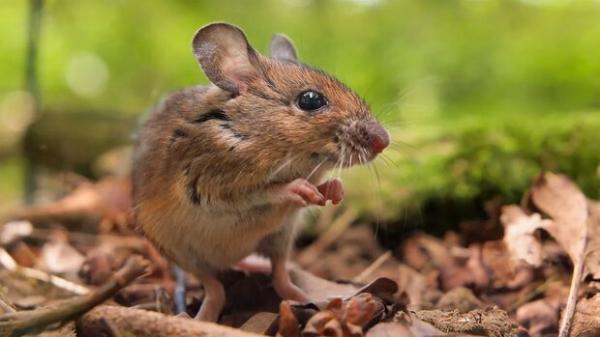 موش,تولید نخستین موش کاملا مهندسی شده جهان در چین