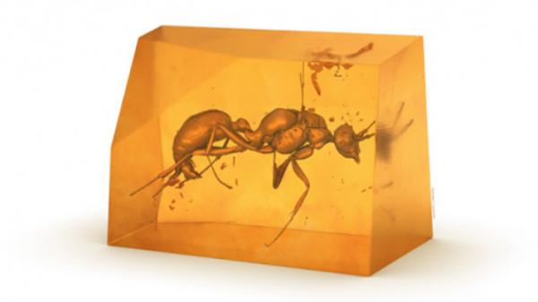 مورچه,گونه جدیدی از مورچه ها