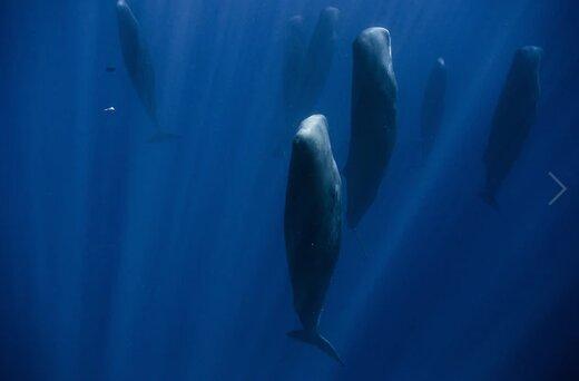 نهنگ,نهنگهای عنبر