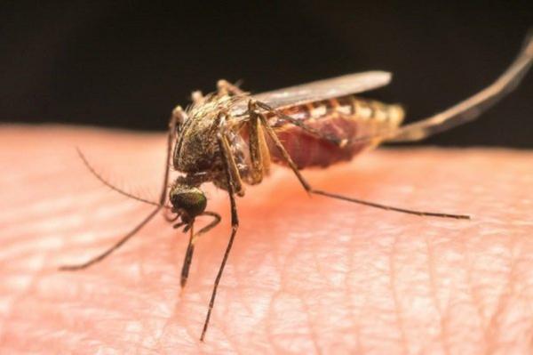 بیماری مالاریا,استان سیستان وبلوچستان