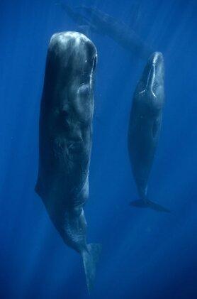 نهنگ,نهنگهای عنبر