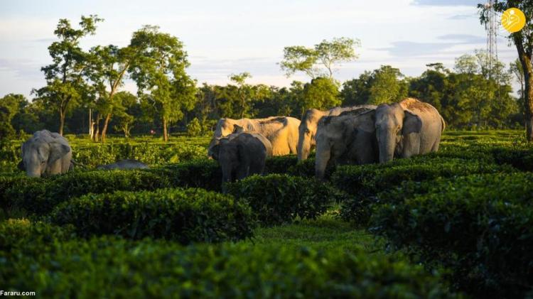 تصاویر علاقه فیل‌ها به چای,عکس های علاقه فیل‌ها به چای,تصاویری از علاقه فیل‌ها به چای