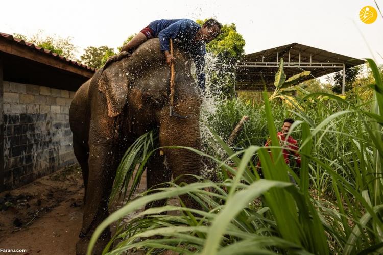 تصاویر فیل‌های بیکار,عکس های فیل‌های بیکار در تایلند,تصاویری از فیل‌های بیکار در کشور تایلند