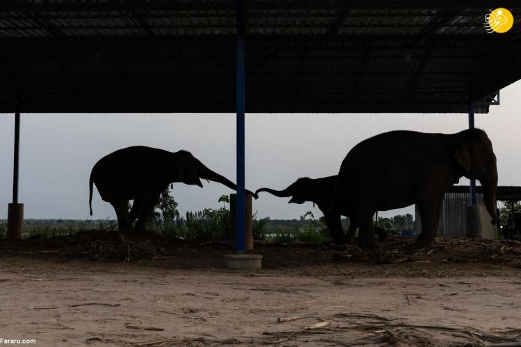 تصاویر فیل‌های بیکار,عکس های فیل‌های بیکار در تایلند,تصاویری از فیل‌های بیکار در کشور تایلند