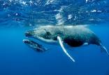 د صدای نهنگ,بسامد صدای نهنگ