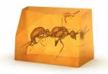 مورچه,گونه جدیدی از مورچه ها