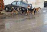 سگ های ولگرد,شهر تهران